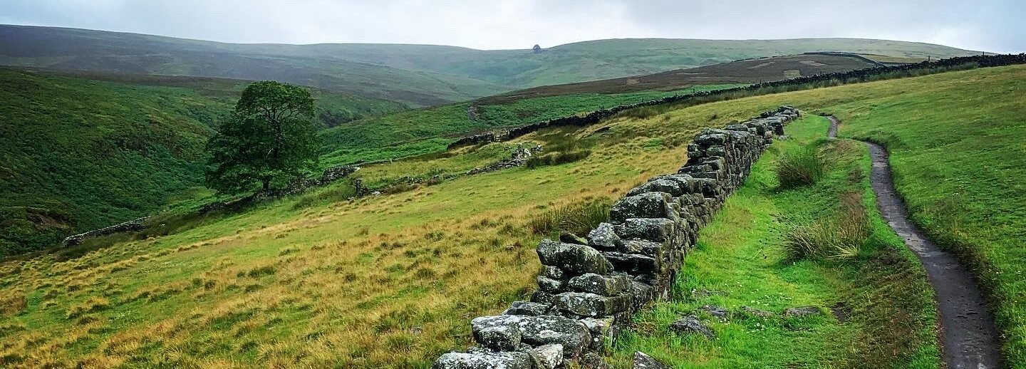 Showing Top Withens in the distance, beside the tree on the hill, an old yorkstone wall snakes alongside a muddy footpath through the ancient landscape.